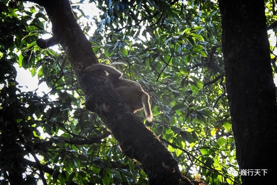 星空真人集团官网